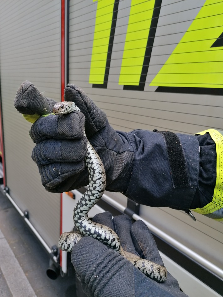 FW-DO: Brandschützer fangen Ringelnatter