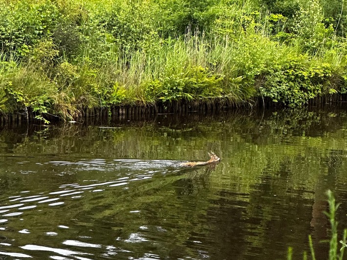FW-AUR: Erfolgreiche Tierrettung aus Wasserlauf