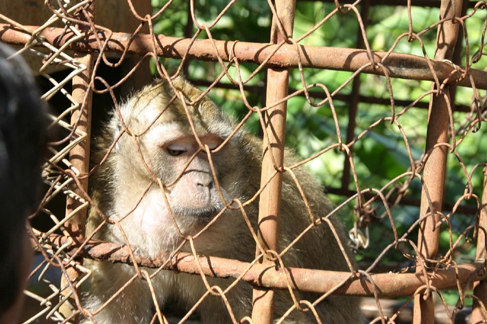 Affenimporte für Tierversuche - Neue Belege in der morgigen ZDF-Sendung 37 Grad