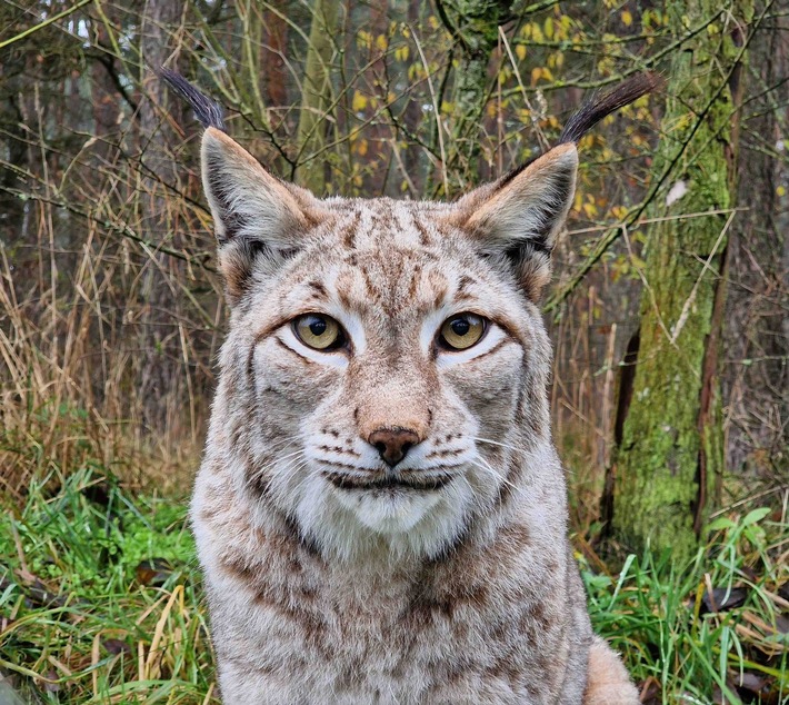 Mit Pinselohren für bestes Hören: HörPartner sind auch 2026 für ihre Paten-Luchse Lunabell und Ludwig da