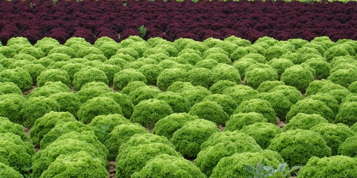 Zentrum für Betriebswirtschaft im Gartenbau wechselt an Uni Hohenheim