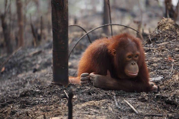 Am 19. August ist Welt-Orang-Utan-Tag / Waldbrände auf Borneo bedrohen die letzten Orang-Utans