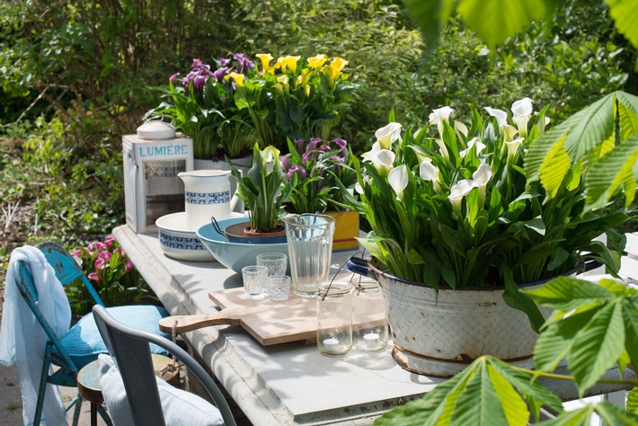 Die Blütenqueen verzaubert Balkon & Terrasse im Handumdrehen / Calla zaubert Vintage-Charme ins Draußen-Wohnzimmer (FOTO)