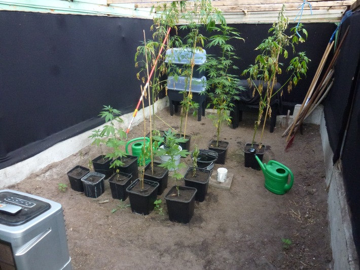 POL-WHV: Cannabisplantage in Schortens entdeckt - Polizei leitet Ermittlungsverfahren ein (mit Bild)