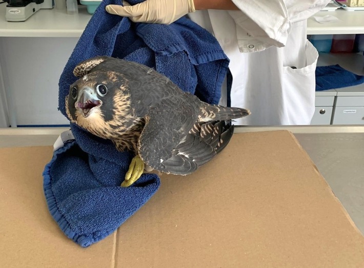 POL-LDK: Hilfe für verletzten Wanderfalken / mit gebrochenem Fuß in Tierklinik Gießen