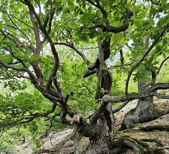 ++ Tag der biologischen Vielfalt: BUND fordert mehr Wildnis in Deutschland – Bundesregierung muss ihren Verpflichtungen nachkommen ​++