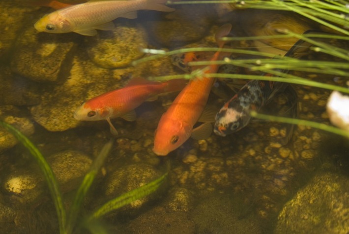 Von Fischen und Teichen: Auf Wasserqualität achten