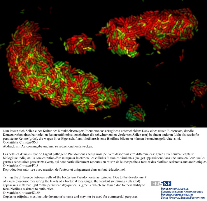 FNS: Image de la recherche septembre 2010: Capteurs biologiques de marqueurs dans les bactéries vivantes