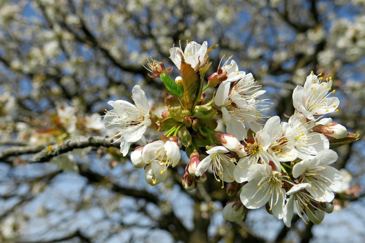 Wenn die Natur erwacht