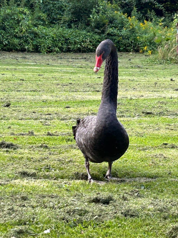 FW Dinslaken: Schwarzschwan gerettet