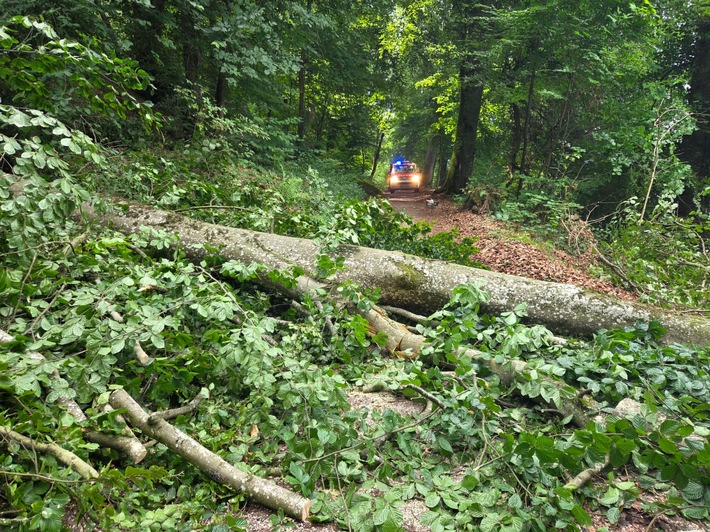 FW Allensbach: H1 Baum auf Fahrbahn