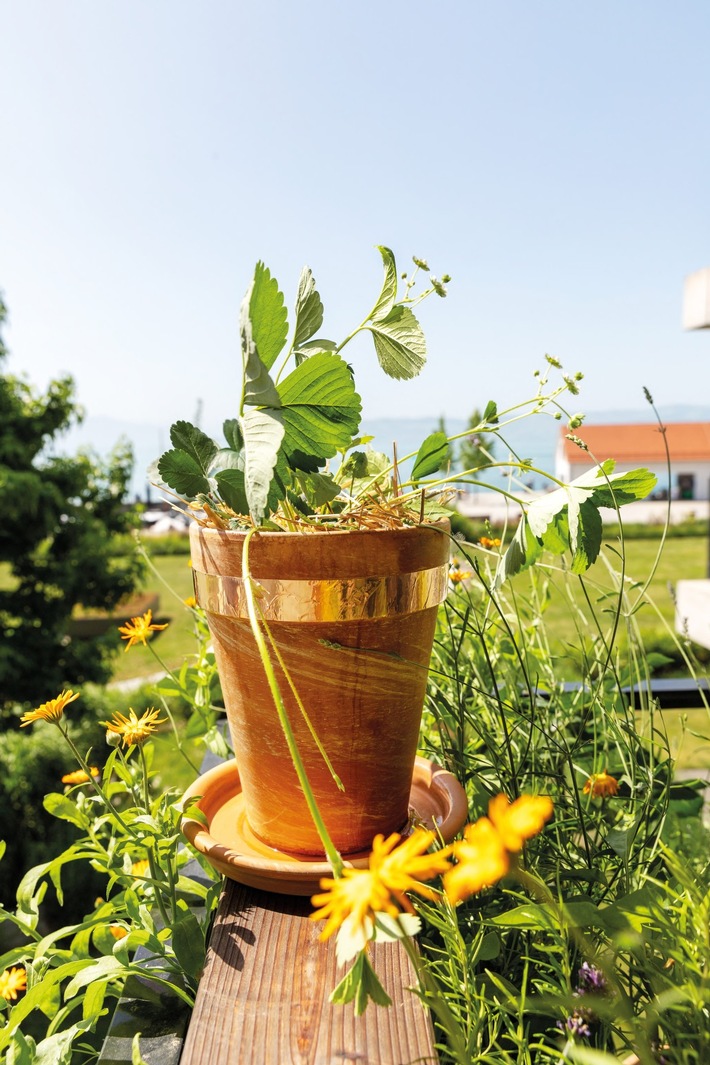 Schneckenalarm im Hochsommer: 9 Tipps, die Gemüsebeete wirklich schützen