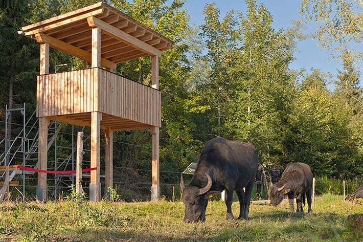 PM Wasserbüffel aus der Vogelperspektive: Neue Beobachtungsplattform bei Leutkirch feierlich eingeweiht