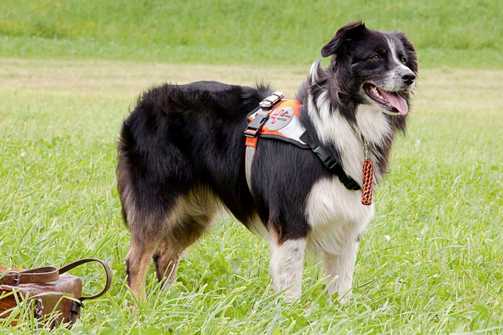 Journée mondiale du chien de sauvetage (IMAGE)