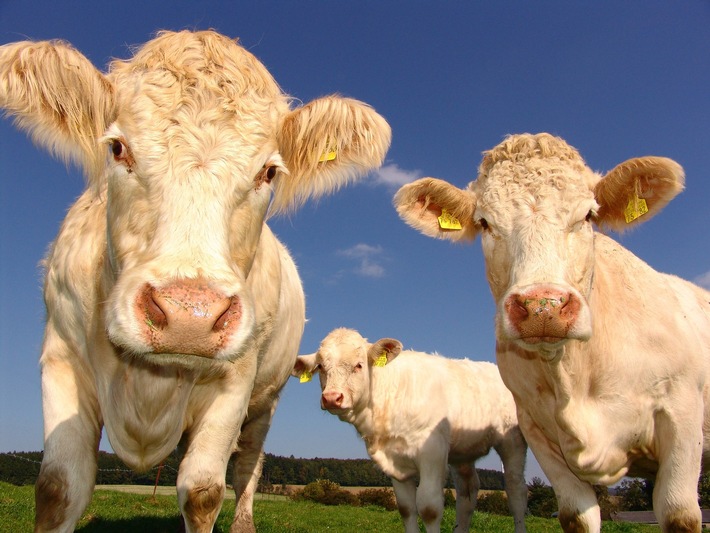 POL-PDKL: Kühe auf Abwegen