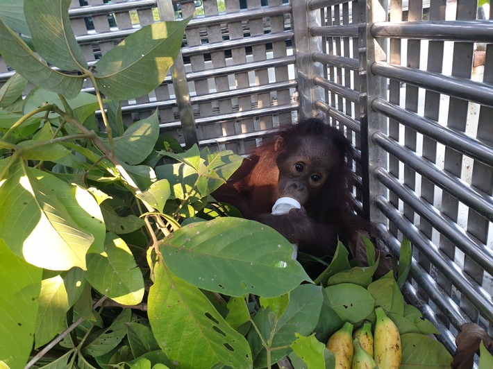 Orang-Utan-Baby in Sack gezwängt und auf Motorrad gepackt
