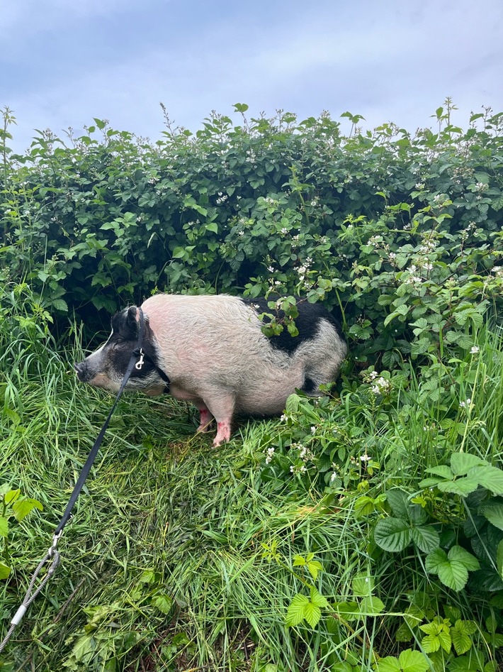 POL-D: Meldung der Autobahnpolizei - Saumäßig Glück gehabt! - Schwein auf der A 3 bei Oberhausen ausgebüxt