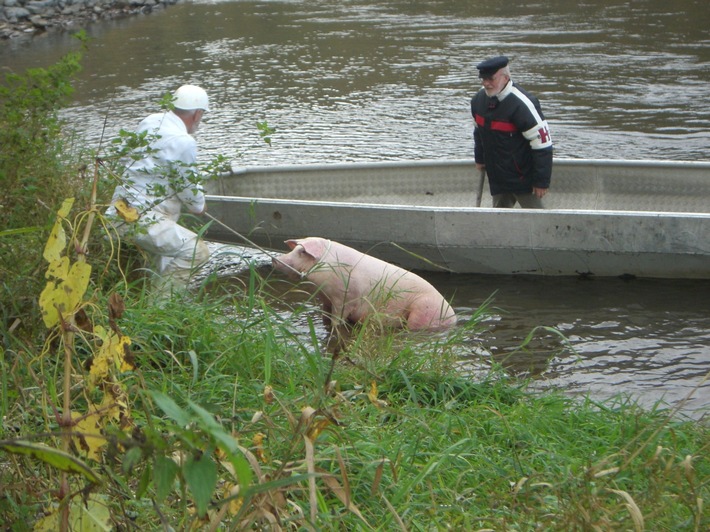 POL-HOL: "Jagdszenen" auf der Weser: Flüchtiges Schwein aus "Seenot" gerettet - Schlachtschwein war vom Schlachthof geflüchtet -