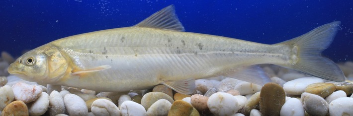 Aus vier mach zwei: Wie verdoppelte Genome wieder diploid werden, PI Nr. 42/2026