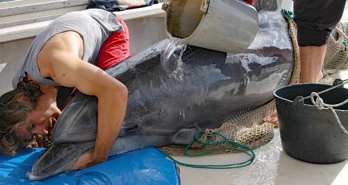 Delphinschutz weltweit: Die Gesellschaft zur Rettung der Delphine e.V. feiert 30-jähriges Jubiläum