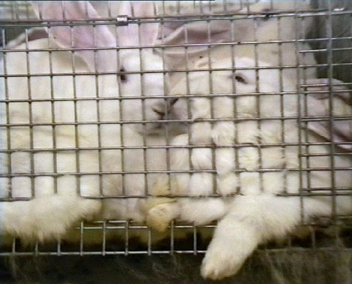 Millionenfaches Kaninchenleid: TV-Beitrag untermauert Forderung des Deutschen Tierschutzbundes nach verbindlichem Gesetz (mit Bild)