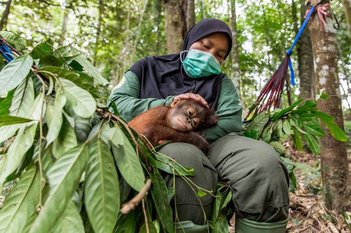 L&#039;ÉCOLE DE LA FORÊT POUR ORANGS-OUTANS DE QUATRE PATTES se prépare au pire