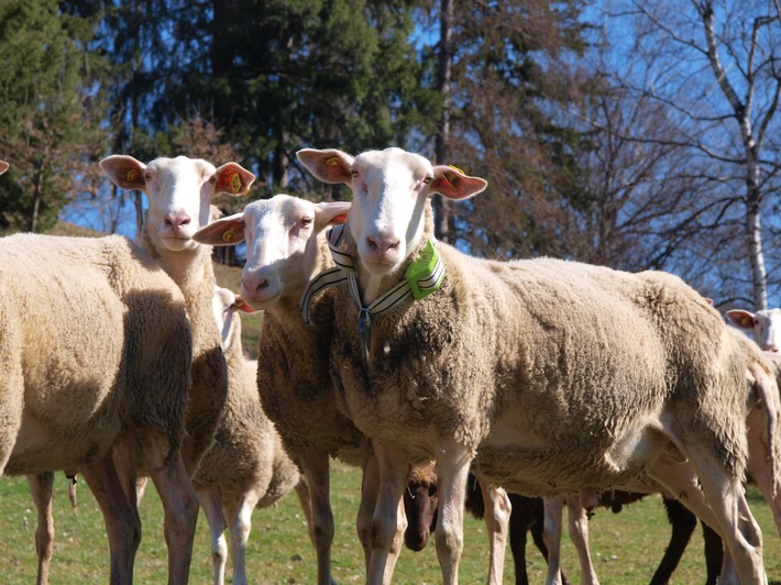 Digitalisierung der Landwirtschaft / Das Internet der Tiere: Schafe von heute funken mit 0G