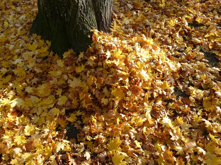 Kostbares Herbstlaub / Städtisches Grün vor Wintereinbruch schützen / Tipps des Baumschulers helfen über den Winter