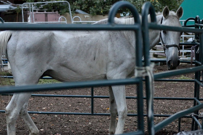 Pferdequälerei in Hefenhofen TG: Zeit zu handeln