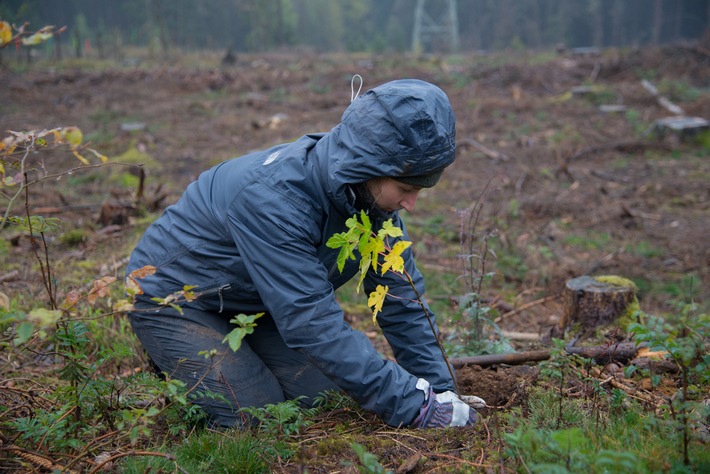 Bergwaldprojekt-Freiwillige pflanzen im Nationalpark Harz 5.000 Buchen für abgestorbene Fichten