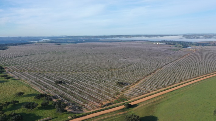 Foto_campo_almendras.jpg