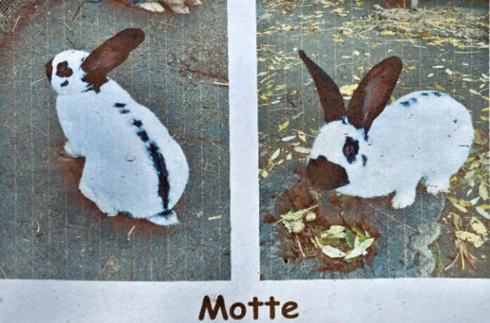 POL-KS: Kaninchen von Kinder- und Jugendbauernhof gestohlen: Polizei sucht Zeugen in Kassel-Wesertor