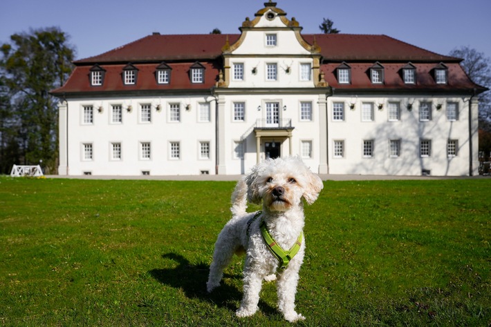 Wald &amp; Schlosshotel Friedrichsruhe:  Auf vier Pfoten unter fünf Sternen rundum verwöhnt