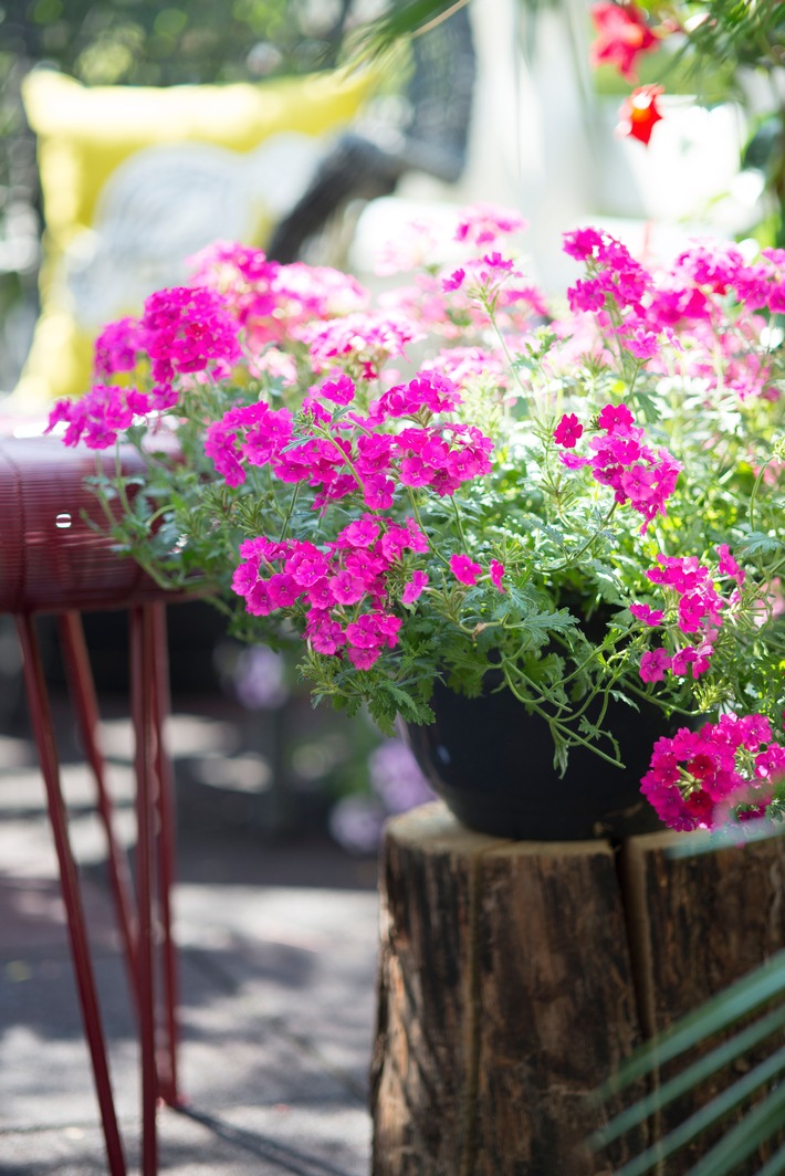 Blühendes Duo für sonnige Balkone / Sommernachtsträume mit Verbena und Mandevilla (FOTO)