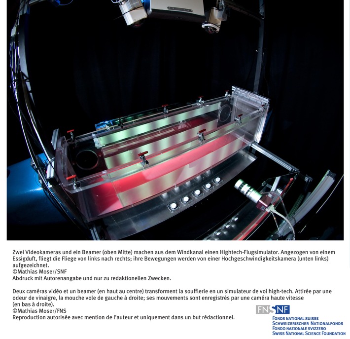 SNF: Bild des Monats Juni 2008: Fruchtfliegen im Flugsimulator