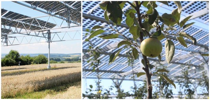 Agri-Photovoltaik: Wie die Energiewende auf dem Acker vorankommt