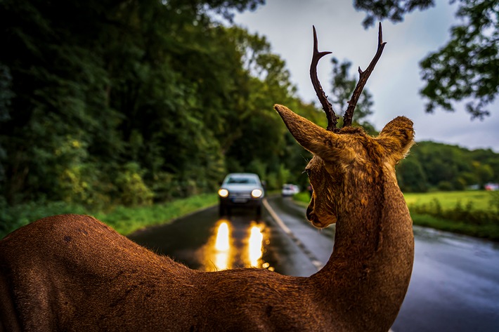 POL-GI: Wildtiere auf der Fahrbahn - Im Herbst steigt die Gefahr von Wildunfällen