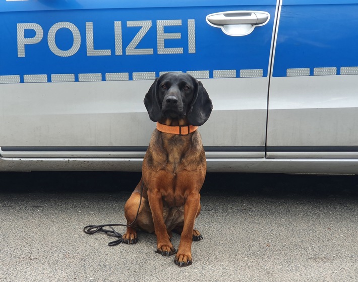 POL-HH: 220907-1. Aufmerksame Zeugin und Personenspürhund "Abby" überführen Autoknacker in Hamburg-Wellingsbüttel