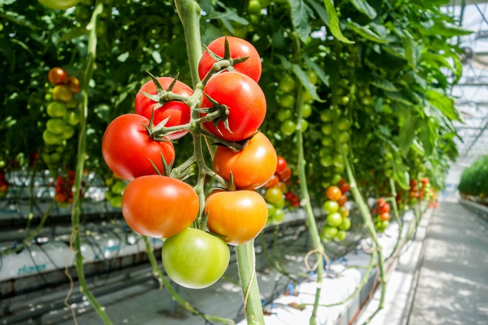 Weil die Energiepreise explodieren: / In Holland stehen schon viele Gewächshäuser leer! / Verblüffende Lösung: Winzige Silberkugeln aus Deutschland!