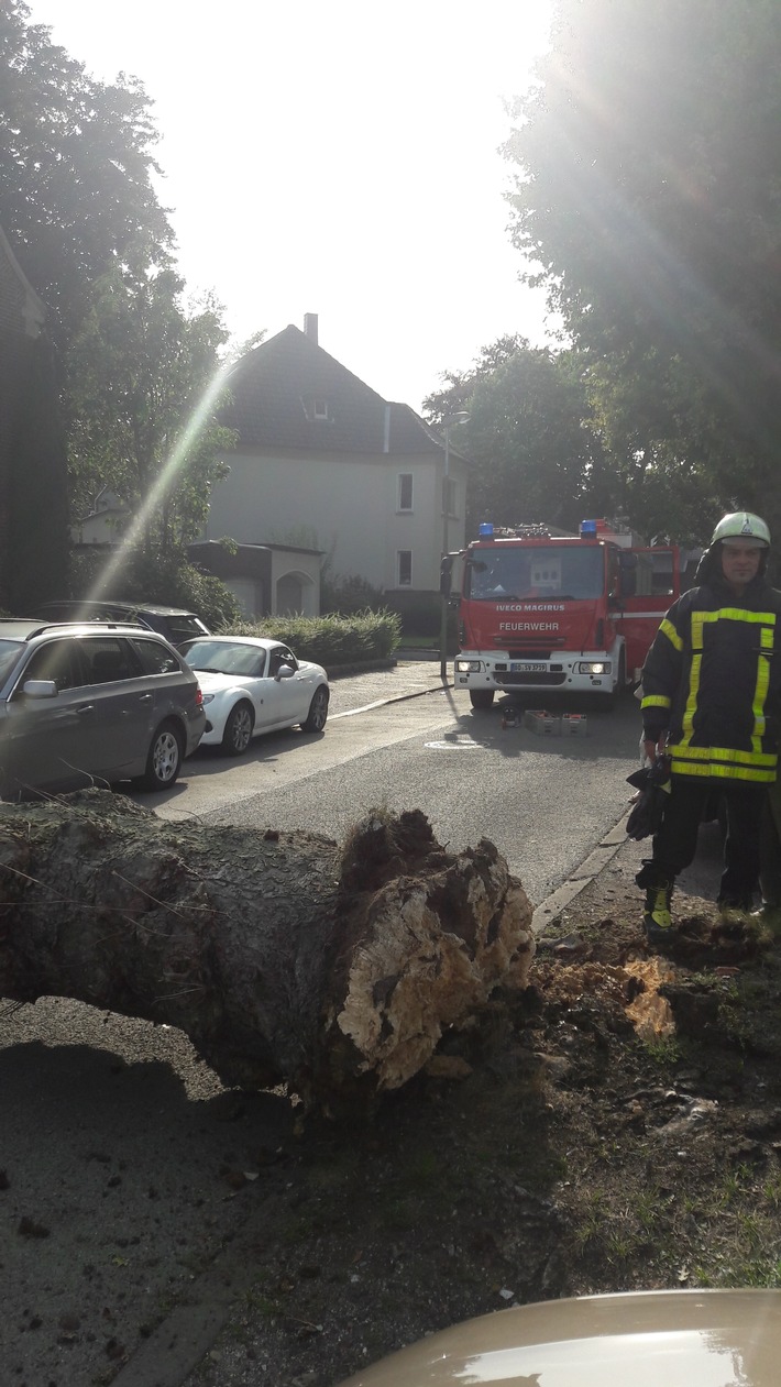 FW-BO: Umgestürzter Baum beschädigt PKW im Drosselweg