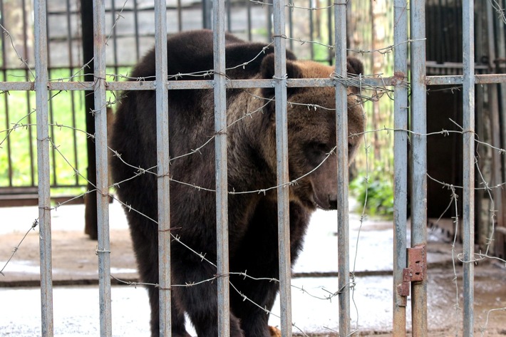 Braunbärin nach 17 Jahren als Zirkus- und Restaurantattraktion in der Ukraine gerettet / VIER PFOTEN fordert Nachschärfung von Tierschutzgesetzen