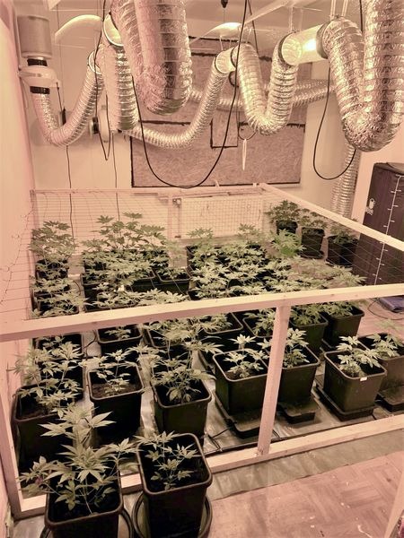 ZOLL-H: Zollfahndungsamt Hannover hebt Indoor-Plantage in Einfamilienhaus aus - rund 100 Cannabispflanzen und knapp 5 Kilogramm Marihuana sichergestellt