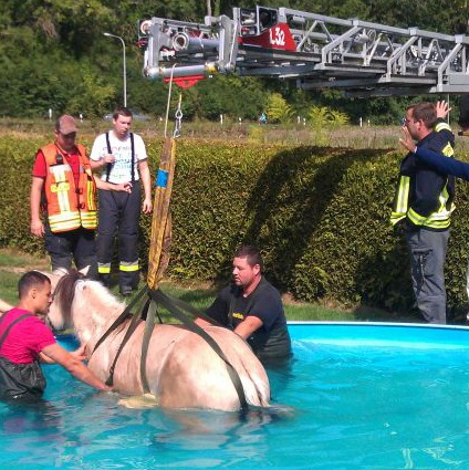 POL-DA: Ober-Ramstadt /Nieder-Modau: Da steht ein Pferd im Pool