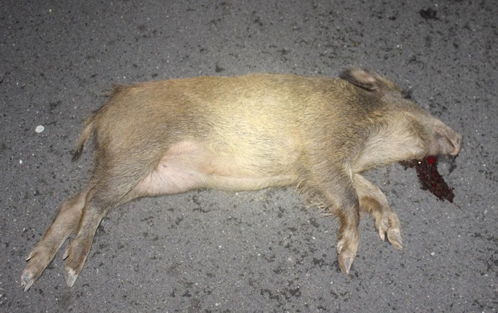 POL-RBK: Kürten - Wildschwein stoppt jungen Motorradfahrer
