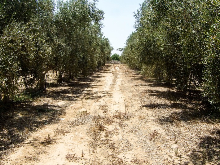 Pressemitteilung - Umweltschädliches Abwasser: Landauer forschen in Israels Olivenhainen