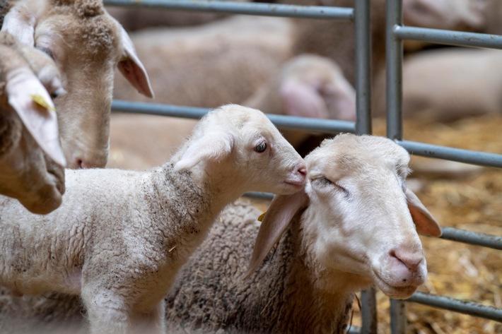 La marque Puma montre son engagement envers le bien-être des agneaux merino