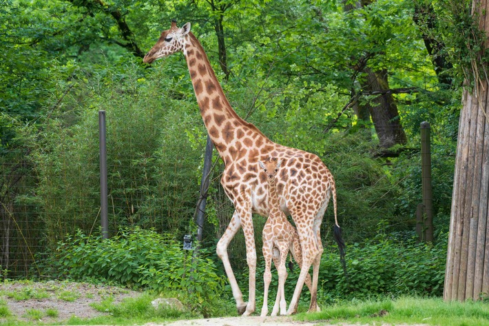 Zoos retten Arten - weltweit: VdZ-Jahrestagung zieht Bilanz eines globalen Netzwerks / 59 Millionen Euro in fünf Jahren, 155 Projekte, 55 Länder: Moderne Zoos gestalten internationalen Artenschutz mit