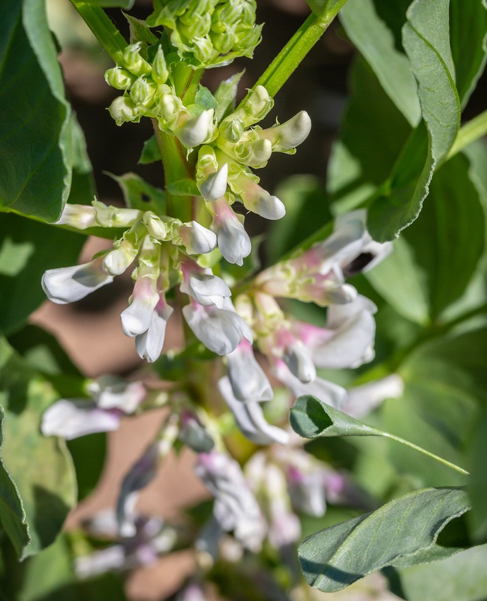 Hülsenfrüchte treffen auf Bakterien-Power / Wie der grüne Wandel schon im Boden beginnt