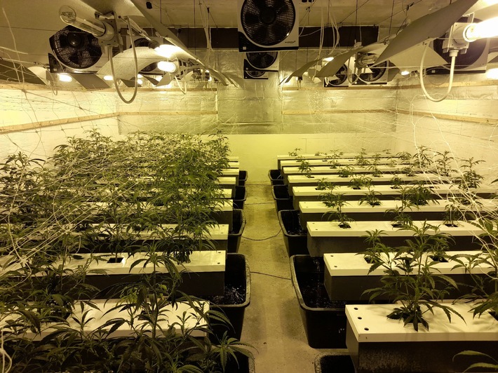 POL-CE: Becklingen - Polizei entdeckt Cannabis-Indoor-Plantage +++ Kiloweise Betäubungsmittel beschlagnahmt +++ Zwei Männer vorläufig festgenommen