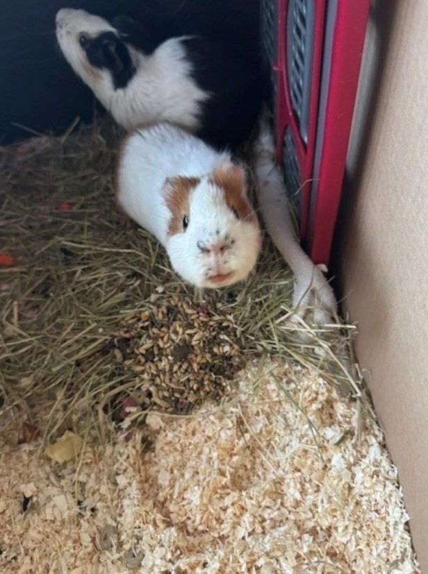 POL-SE: Norderstedt - Unbekannte setzen zwei Meerschweinchen auf einem Feld aus - Polizei sucht Zeugen